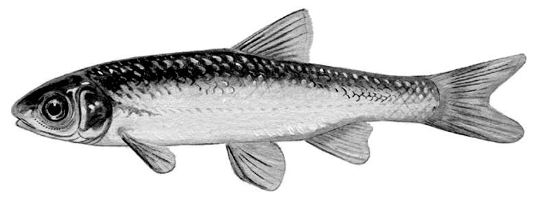 Parachondrostoma miegii_01.jpg